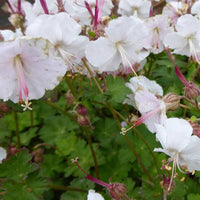 Ooievaarsbek hybride Saint Ola (x3) - Geranium x cantabrigiense st ola - Tuinplanten