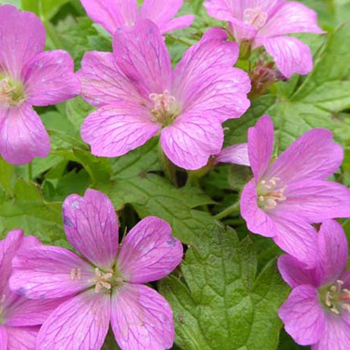 Ooievaarsbek 'Beholders Eye' - Geranium endressii beholders eye - Tuinplanten