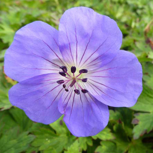 Ooievaarsbek Azure Rush - Bakker