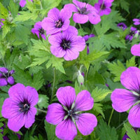 Ooievaarsbek Anne Thomson - Geranium anne thomson - Tuinplanten