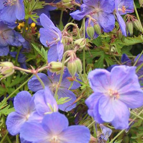 Ooievaarsbek Brookside - Geranium brookside - Tuinplanten