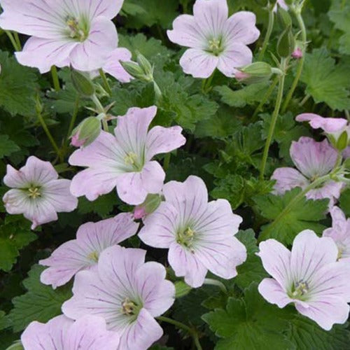 Verkoop Ooievaarsbek Dreamland - Geranium bremdream dreamland
