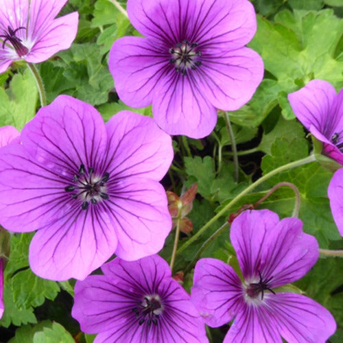 Ooievaarsbek Hewham Velvet - Geranium hexham velvet - Tuinplanten