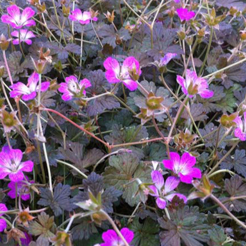 Ooievaarsbek 'Orkney Cherry' - Geranium bremerry orkney cherry - Tuinplanten