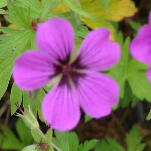 Ooievaarsbek Patricia - Geranium brempat  patricia - Tuinplanten