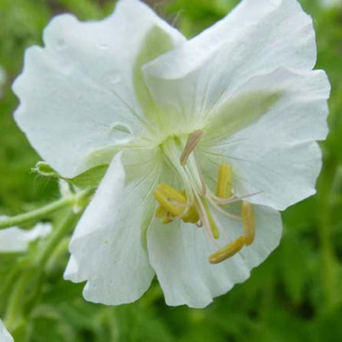 Ooievaarsbek - Geranium phaeum album - Tuinplanten