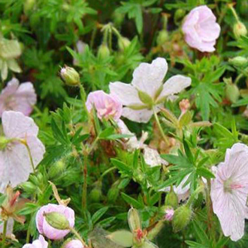 Bloedooievaarsbek 'Compactum' - Geranium sanguineum compactum - Tuinplanten