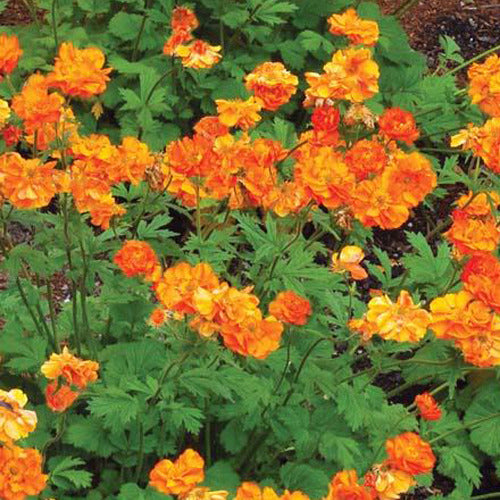 Geum 'Fire Storm' - Geum fire storm - Tuinplanten