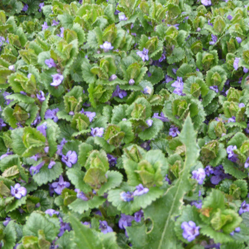 Aardse klimop (x3) - Glechoma hederacea - Tuinplanten