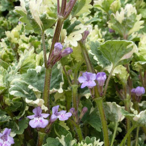 Hondsdraf (x3) - Glechoma hederacea variegata - Tuinplanten