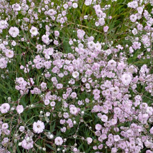 Gipskruid Rosenschleier (x3) - Gypsophila rosenschleier - Tuinplanten