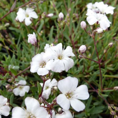 Gipskruid Alba (x3) - Gypsophila repens alba - Tuinplanten