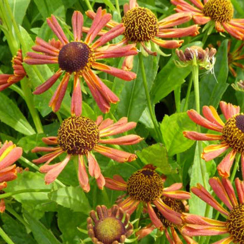 Zonnekruid Loysder Wieck - Helenium loysder wieck - Tuinplanten