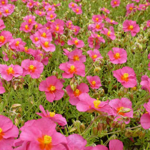 Zonneroosje 'Ben Hope' - Helianthemum ben hope - Tuinplanten