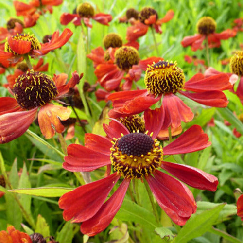 Helenium