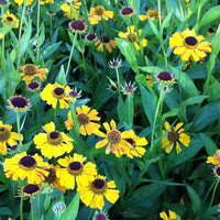 Zonnekruid Wyndley - Helenium wyndley - Bakker