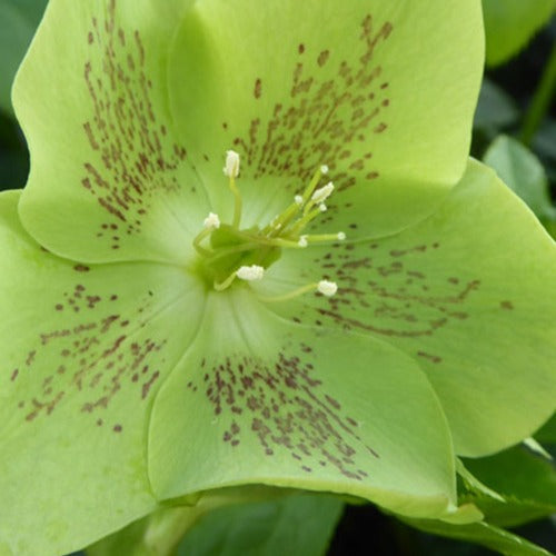 Kerstroos green spotted - Bakker