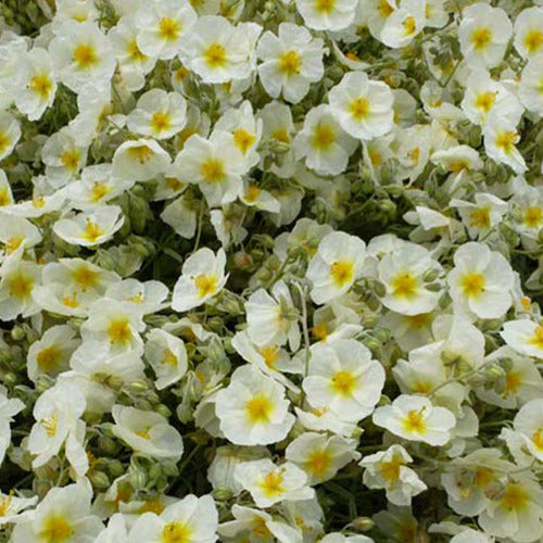 Zonneroosje The Bride (x3) - Helianthemum the bride - Tuinplanten