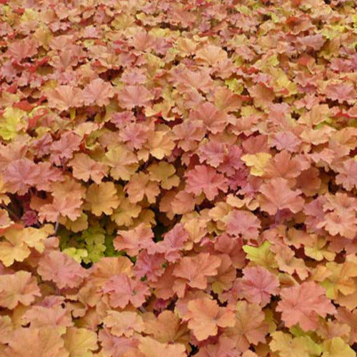 Purperklokje Caramel - Heuchera caramel - Tuinplanten