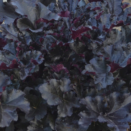 Purperklokje Black Pearl - Heuchera black pearl - Tuinplanten