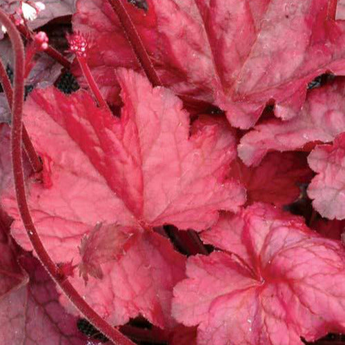 Purperklokje Fire Chief - Heuchera fire chief - Tuinplanten