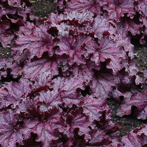 Purperklokje Forever Purple - Heuchera forever purple - Tuinplanten