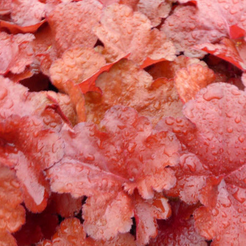 Purperklokje Forever Red - Heuchera forever red  ( forever series ) - Tuinplanten