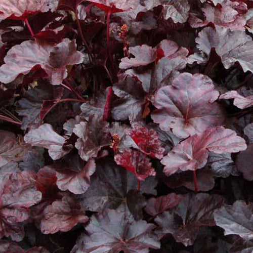 Purperklokje Obsidian - Heuchera obsidian - Tuinplanten