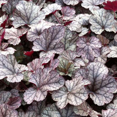 Purperklokje Silver Scrolls - Heuchera silver scrolls - Tuinplanten