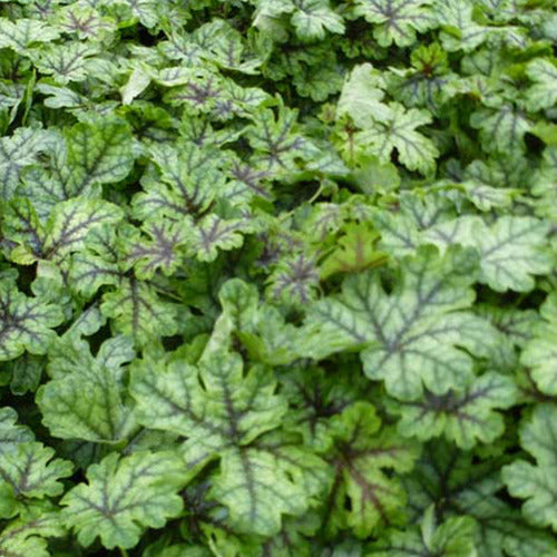 Schuimklokje Tapestry - Heucherella tapestry - Tuinplanten