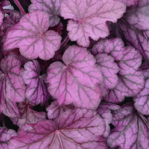 Purperklokje Wild Rose - Heuchera wild rose  ( primo series ) - Tuinplanten