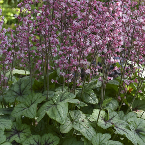 Schuimklokje Pink Fizz - Heucherella pink fizz ( fizz series ) - Tuinplanten