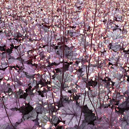 Purperklokje Sugar Plum - Heuchera sugar plum - Tuinplanten