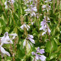 Hartlelie Center of Attention - Hosta center of attention - Tuinplanten