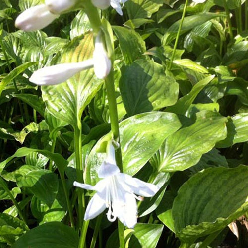Hosta - Hartlelie - Hartlelie Royal Standard - Hosta hybride royal standard