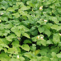 Koreaanse Japanse wasbloem - Bakker