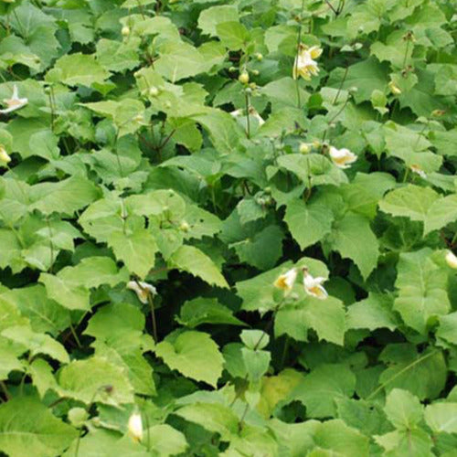 Japanse wasbloem - Kirengeshoma koreana - Tuinplanten