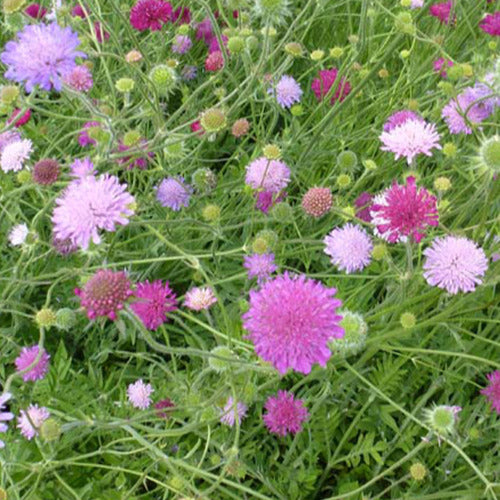 Weduwebloem Melton Pastels - Knautia macedonica melton pastels - Tuinplanten