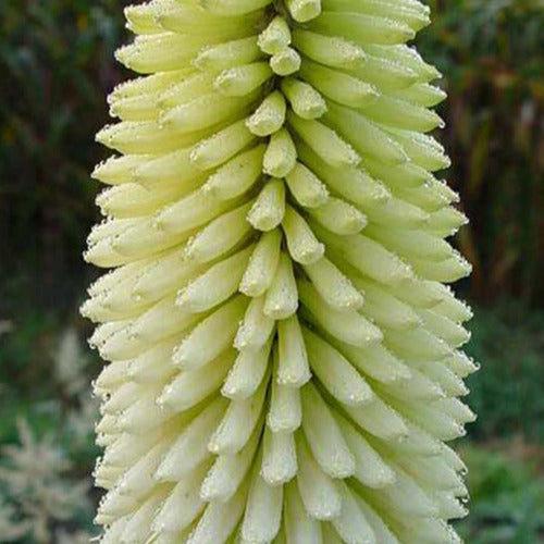 Vuupijl Ice Queen - Kniphofia ice queen - Tuinplanten