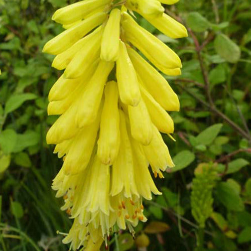 Vuupijl Lemon Popsicle - Kniphofia lemon popsicle ( popsicle series ) - Tuinplanten