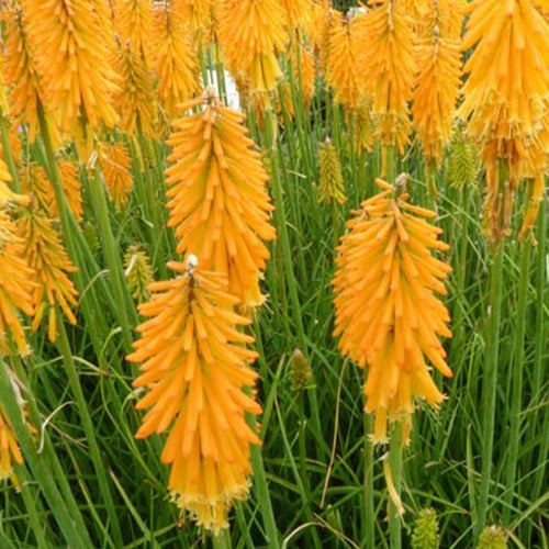 Vuupijl Mango Popsicle - Kniphofia mango popsicle ( popsicle series ) - Tuinplanten