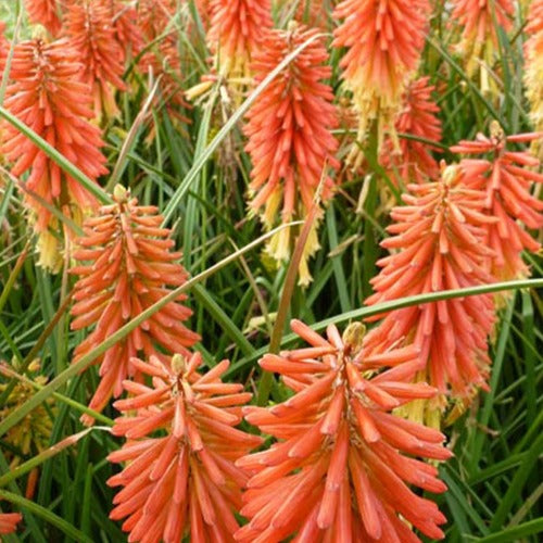 Vuurpijl 'Redhot Popsicle' - Bakker