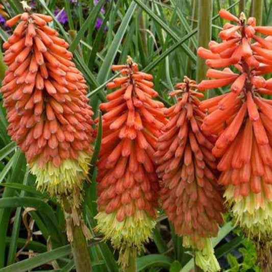 Vuurpijl 'Royal Standard' - Kniphofia royal standard - Tuinplanten