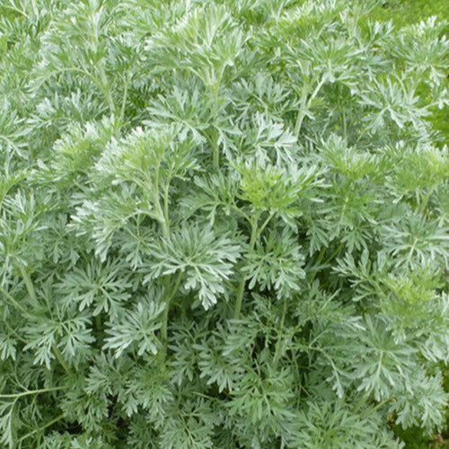 Alsem (x3) - Artemisia absinthium - Tuinplanten