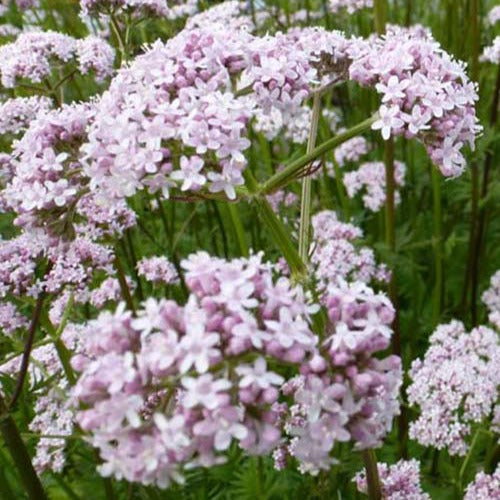 Valeriaan (x3) - Valeriana officinalis - Tuinplanten