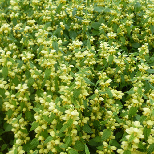 Siernetel (x3) - Lamium galeobdolon - Tuinplanten