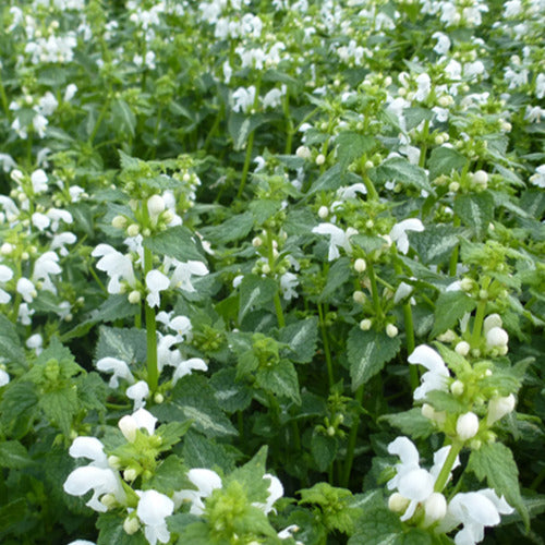 Siernetel Album (x3) - Lamium maculatum album - Tuinplanten