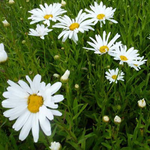 Margriet Polaris (x3) - Leucanthemum superbum polaris - Tuinplanten