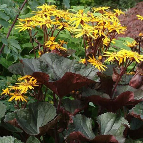 Strandhaver Britt Marie Crawford - Bakker