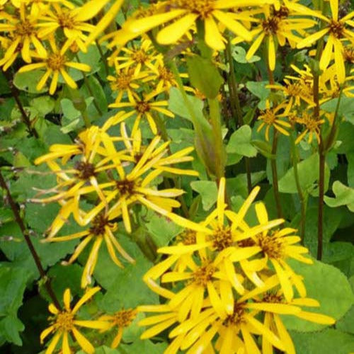 Kruiskruid hessei - Ligularia hessei - Tuinplanten